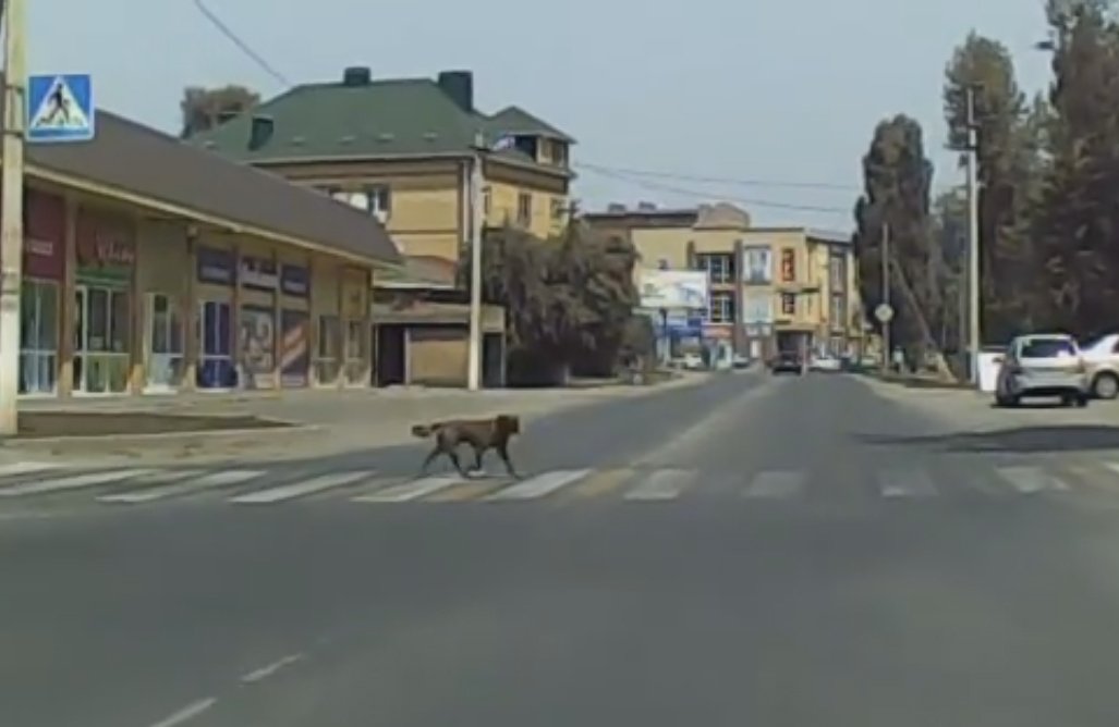 Собака на пешеходном переходе